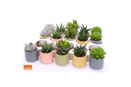 Succulenten mix SuPure® - Succulent mix in Sao Paulo 7