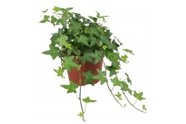 Hedera pittsburgh helix 9pp - 20-25cm Rank