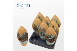 Cactus Monvilea Spegazinni Cristata (Sierra)