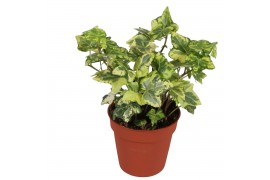 Hedera helix golden kolibri 7pp - 10-15cm Rank