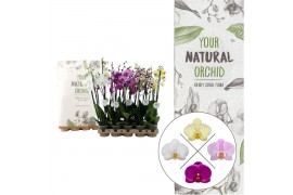 Phalaenopsis mix 3 tak eco,15 bl.