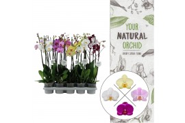 Phalaenopsis mix 3 tak