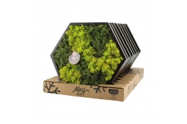 Decoration material 90652: Moss Art arrangement D38