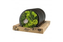 Decoration material 90650: Moss Art arrangement D27