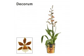 Colmanara orchid 1 tak gold rush decorum