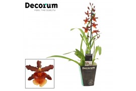 Colmanara orchid Cambria 1 tak Tamiya (Decorum) 1 tak/plnt