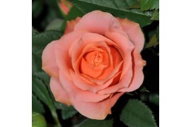 Rosa aloha kordana zalm