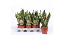 Sansevieria trifasciata superba