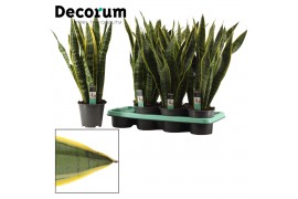 Sansevieria trifasciata laurentii decorum