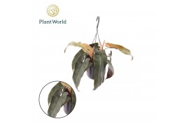 Philodendron Philodendron Atabepoense Silver hangpot 15 cm 1 pp