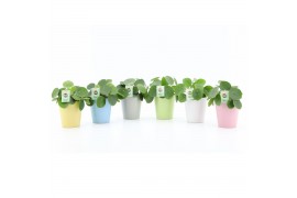 Pilea peperomioides Pilea Peperomioides in Pastel keramiek 1 pp