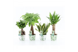 Kamerplanten mix Amazone Mix in Potcover Bamboo 1 pp