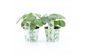 Pilea peperomioides Pilea Peperomioides in Potcover Bamboo 1 pp