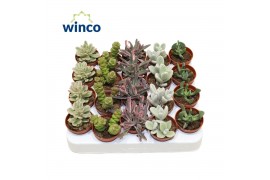 Succulenten Sierras® - Barcelona Mix (Collection) 1 pp