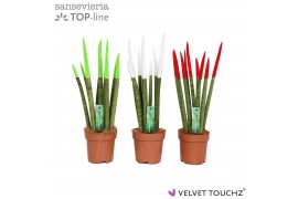 Sansevieria cylindrica velvet touchz® mix Italy