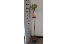 Salix integra flamingo stam roze pot