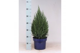 Juniperus chinensis stricta