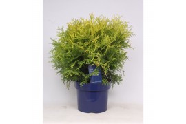 Thuja occ. golden globe