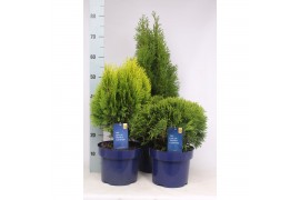 Thuja occidentalis mix 3 mix