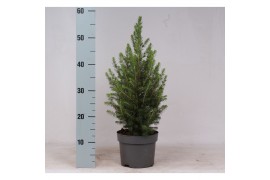 Picea glauca conica