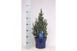 Picea glauca sanders blue