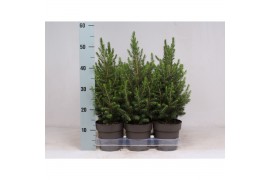 Picea glauca conica