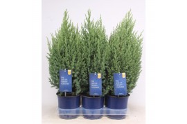 Juniperus chinensis stricta