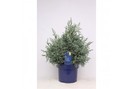 Chamaecyparis pisifera baby blue