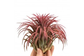 Tillandsia ionantha rood xxxl 101813 x10