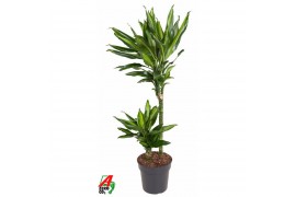 Dracaena fragr. cintho 45-15