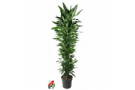 Dracaena frag. der. janet lind vertakt