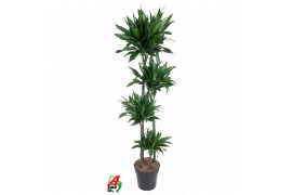 Dracaena fragr. compacta green jewel gevlochten stam