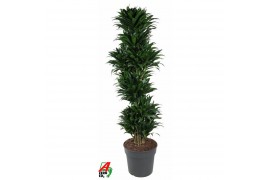 Dracaena fragr. compacta vertakt