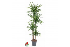 Dracaena fragr. riki 120-90-60-30