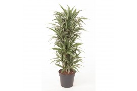 Dracaena fragr. der. warneckei vertakt