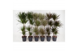 Dracaena mixkar 90-60-30-15