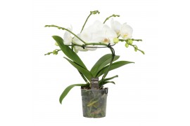 Phalaenopsis wit Infinity White - 2 tak, 16+ bloem