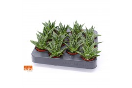 Gasteraloe tess SuPure® XXL ROCKS