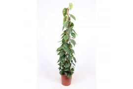 Philodendron scandens piramide