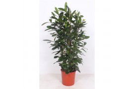 Ficus cyathistipula