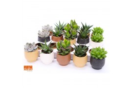 Succulenten mix SuPure® - Succulent mix in Mumbai 7