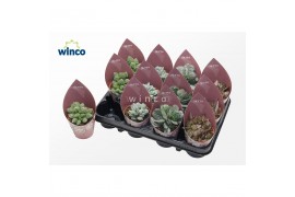 Adromischus cooperii mix 4 soorten (sierra)