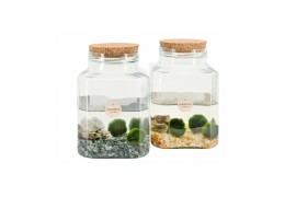 Arrangementen waterplanten 90562 marimo moss ball