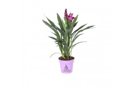 Curcuma alismatifolia siam splash 6+ bloem