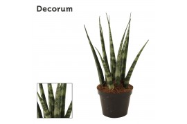 Sansevieria fernwood decorum