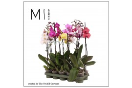 Phalaenopsis mix 1 tak mimesis