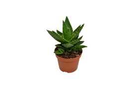 Aloe perfoliata mitriformis premium