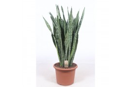 Sansevieria zeylanica