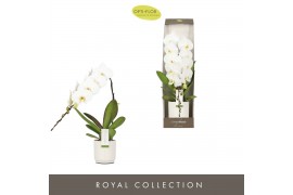 Phalaenopsis wit 1 tak formidablo niagara falls in white lazio + giftb