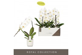 Phalaenopsis wit 1 tak formidablo niagara falls in white lazio